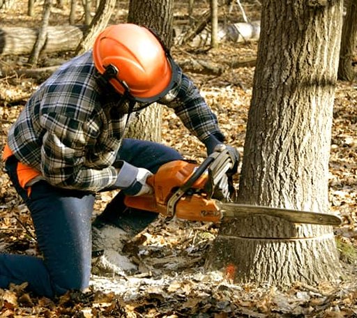 Tree Removal in Grove Hill, AL